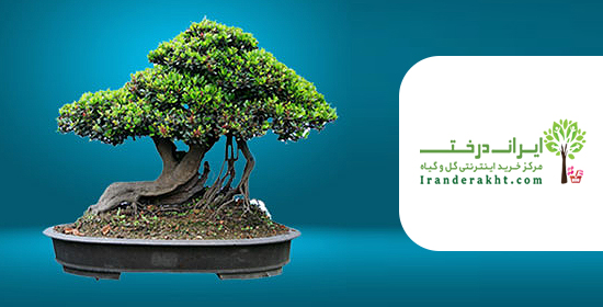 ایران درخت